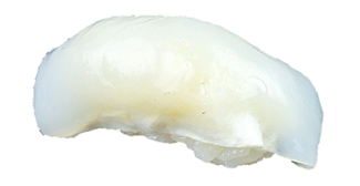 Ika nigiri